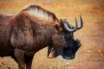 Wildebeest pictures in African grassland