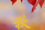 Autumnal equinox autumn leaves beautiful scenery mobile wallpaper