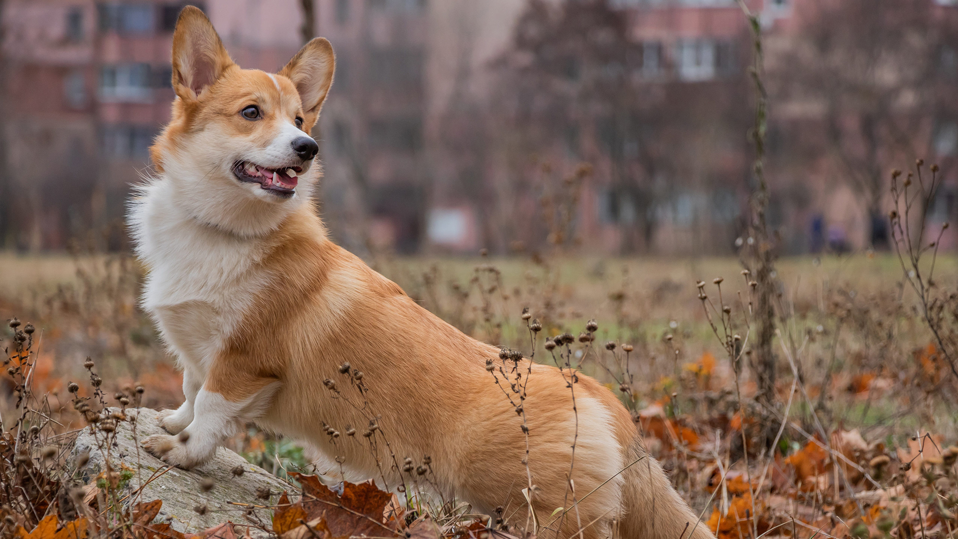 Cute and cute Welsh Corgi pictures desktop wallpaper