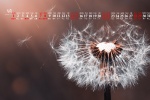 May 2022 Dandelion Desktop Calendar Wallpaper
