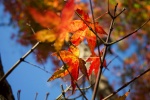 Autumn red maple leaves pictures desktop wallpaper