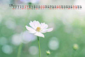 November 2021 Calendar Wallpaper Picture