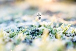 Snowflake scenery picture wallpaper of Xiaohan solar term