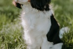 King Charles Spaniel Pictures