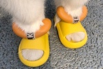 Avatar of furry kid wearing shoes