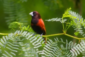 HD Haven Bird Pictures Desktop Wallpaper