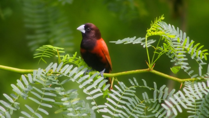 HD Haven Bird Pictures Desktop Wallpaper