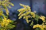 April 2021 yellow flowers desktop calendar wallpaper