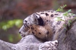 Fierce snow leopard pictures