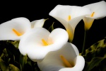 HD calla lily pictures desktop wallpaper