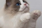 Ragdoll cat pictures