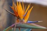 HD Strelitzia reginae pictures