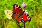 Peacock butterfly picture HD