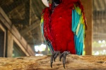 Colorful macaw pictures