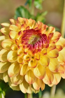 HD dahlia pictures
