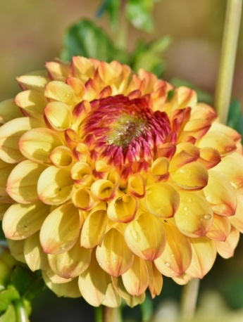 HD dahlia pictures