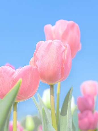 虞美人鬱金香手機壁紙