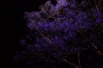 Jacaranda dreamy quiet night wallpaper