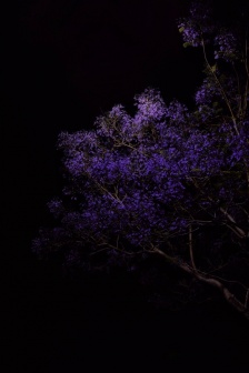 Jacaranda dreamy quiet night wallpaper