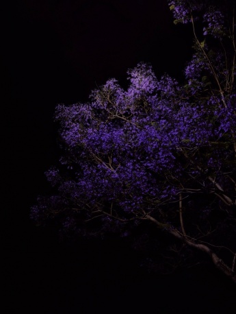 Jacaranda dreamy quiet night wallpaper