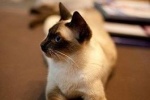 Siamese cat pictures