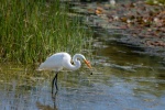 egret pictures birds egret pictures