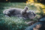 Folded cat pictures desktop wallpaper