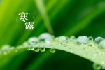 Fresh and eye-protecting scenery wallpaper of the cold dew solar term