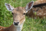 Cute red deer pictures