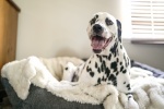 Dalmatian dog pictures