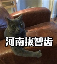 猫咪版河南拔智齿表情包