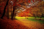 Beautiful autumn wallpaper pictures with fallen leaves all over the ground