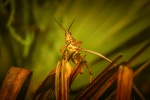 Brown grasshopper picture desktop wallpaper
