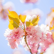 Sakura desktop wallpaper