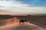Camel in the desert pictures desktop wallpaper