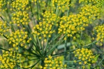 HD dill flower pictures desktop wallpaper