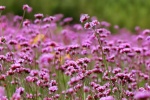Willow verbena picture desktop wallpaper