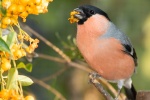 HD bullfinch pictures desktop wallpaper