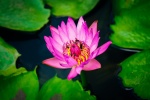 Beautiful lotus pictures in water desktop wallpaper