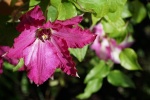 HD clematis pictures
