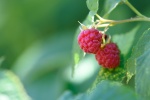 HD Raspberry Picture Desktop Wallpaper