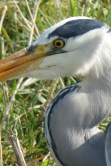灰色羽毛的蒼鷺圖片