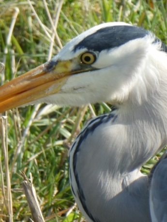 Gray feathered heron picture