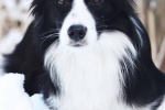 Cute border collie mobile wallpaper picture