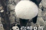 熊猫你想P吃表情包