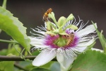Passion fruit flower pictures desktop wallpaper