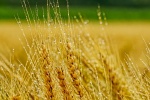 Ripe wheat HD picture material wallpaper