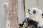 Giant panda playing in the snow mobile wallpaper