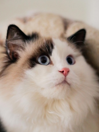 Super cute pet cat mobile wallpaper