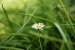 2022年4月清新淡雅的花朵桌面日历壁纸
